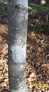 Carolina buckthorn bark